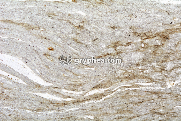 Micaschiste à cordiérite (Agly) LPNA x3,5 - gryphea.com